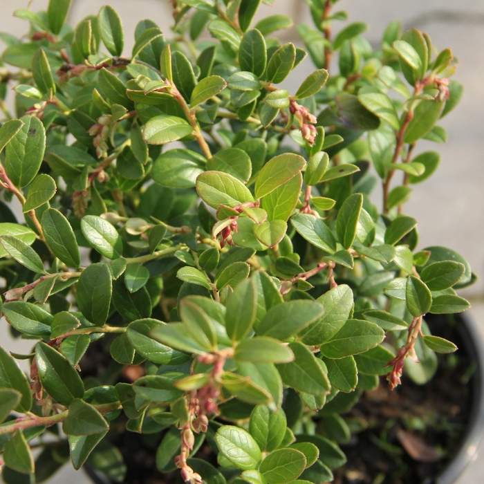 Borůvky a brusinky - Brusinka květináč 2 litry, keř