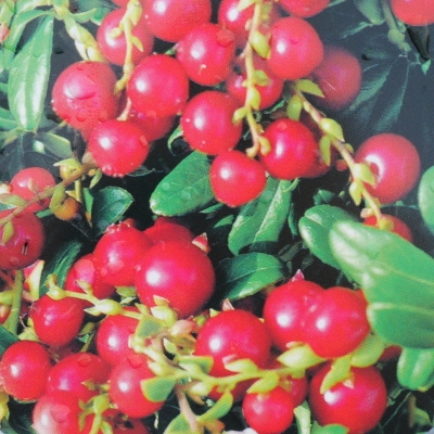 Borůvky a brusinky - Brusinka 'Meliro'® květináč 2,5 litru, keř