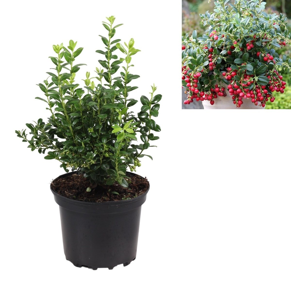 Borůvky a brusinky - Brusinka Miss Cherry květináč 2 litry