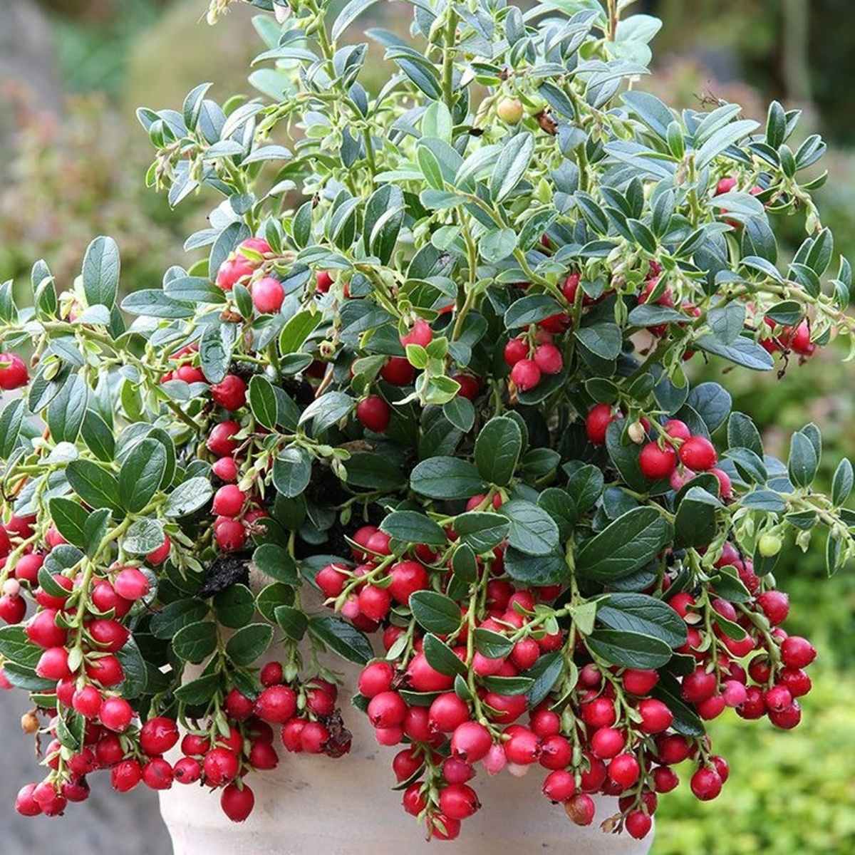 Brusinka Miss Cherry květináč 2 litry-0