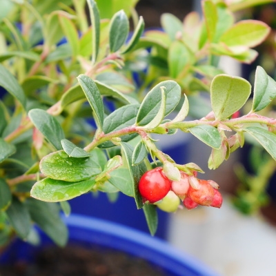 Borůvky a brusinky - Brusinka Red Pearl květináč 2 litry, keř