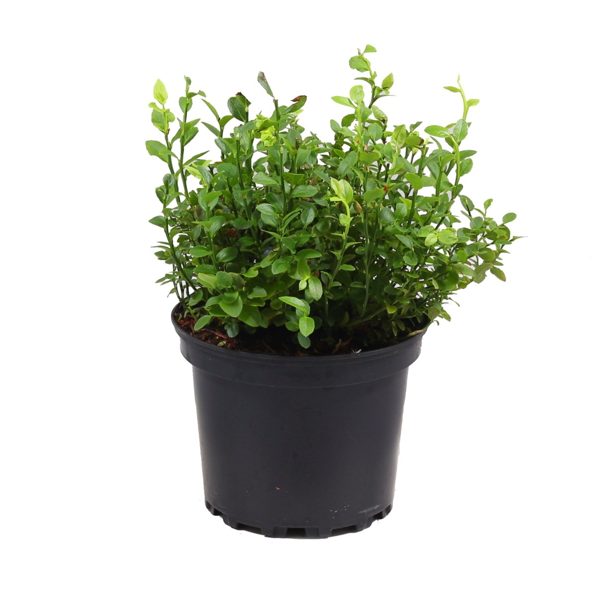 Borůvky a brusinky - Brusnice borůvka 2 litry