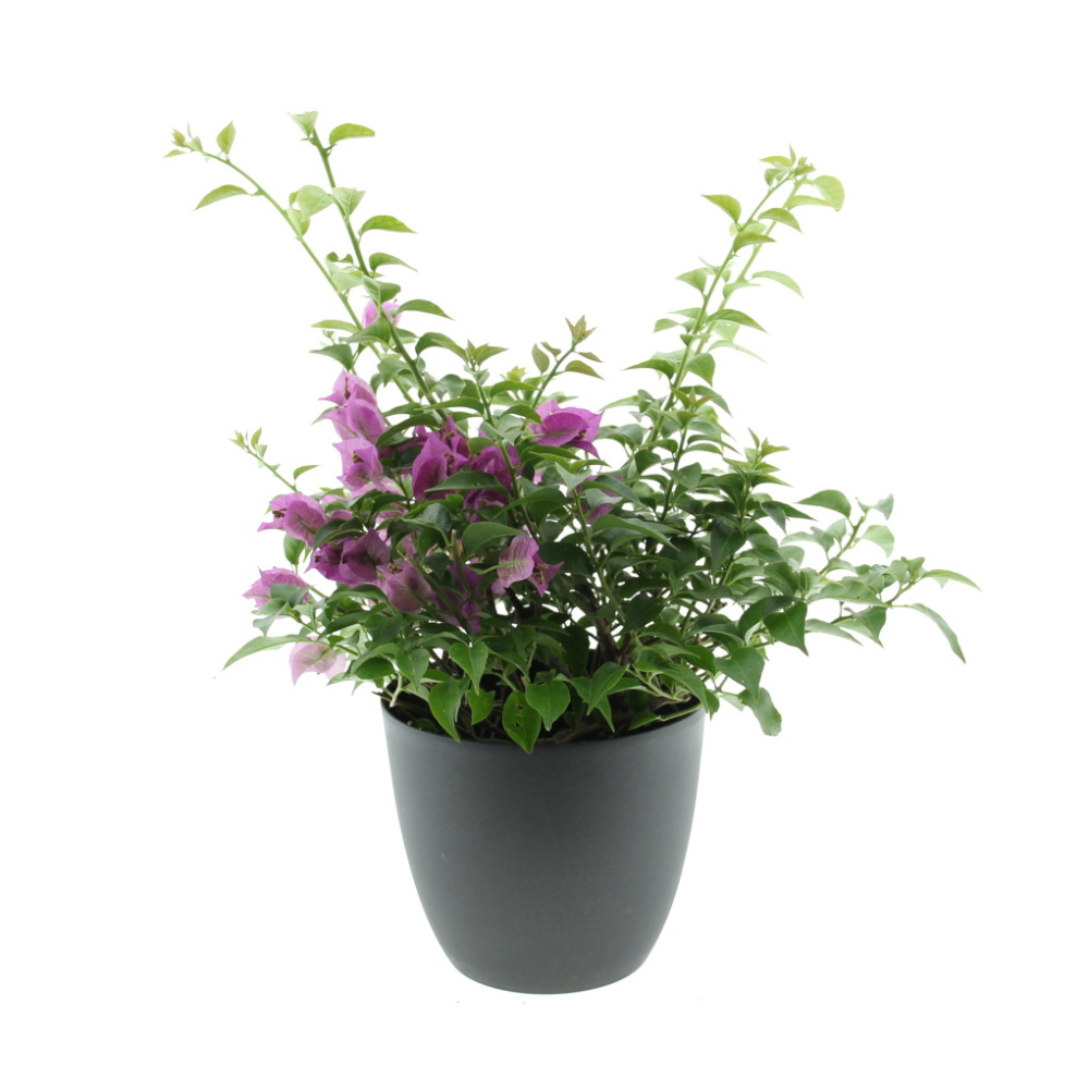 Nádobové květiny - Bugenvilea květináč 14cm, výška 20/30cm, konstrukce, popínavka