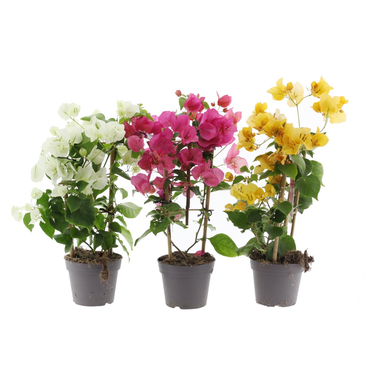 Nádobové květiny - Bugenvilea mix, květináč 11cm