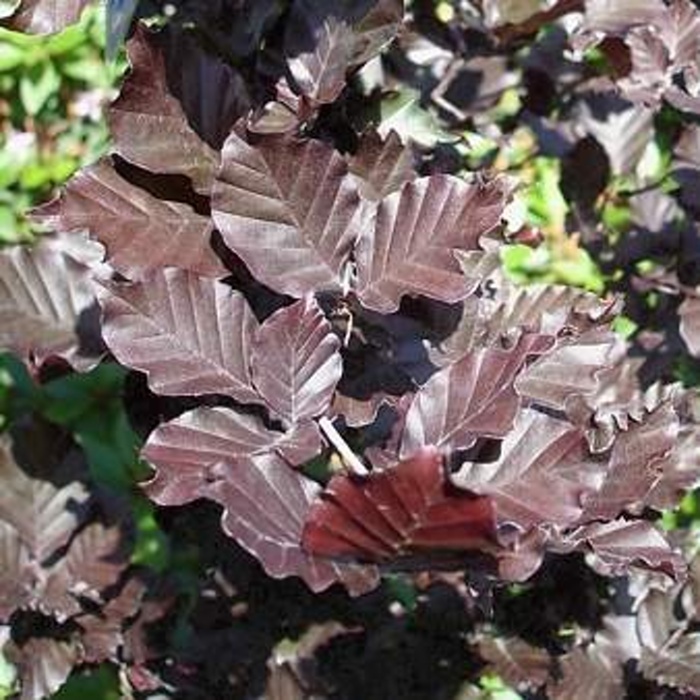 Listnaté stromky a stromy - Buk lesní 'Dawyck Purple výška 175/200cm