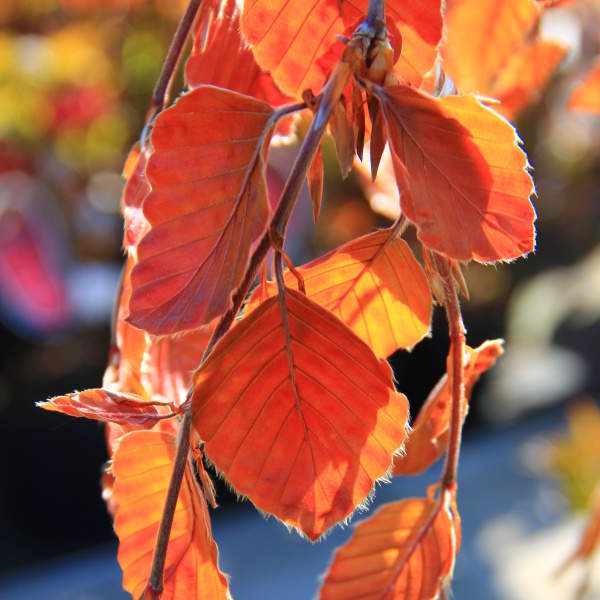 Listnaté stromky a stromy - Buk lesní 'Purple Fountain' výška 350/400cm, květináč 110 litrů