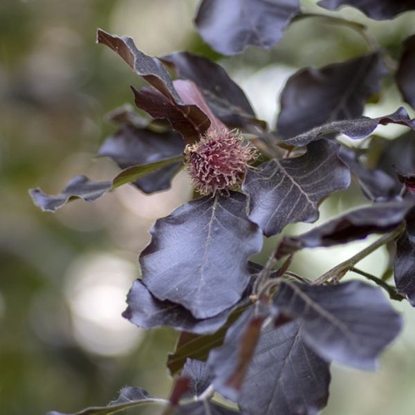 Listnaté stromky a stromy - Buk lesní Purpurea Mayor obvod kmene 12/14cm, květináč 50 litrů