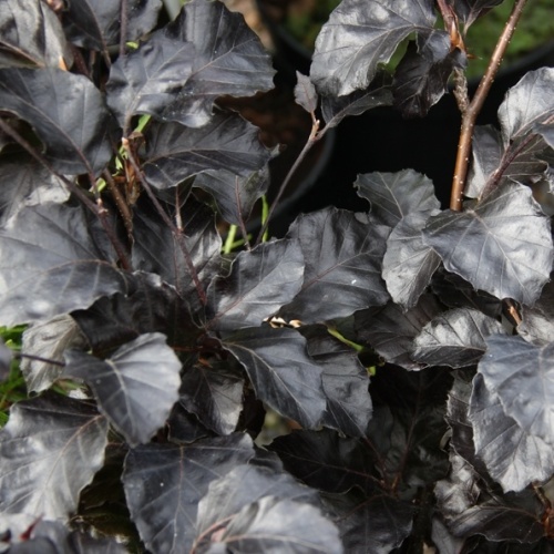 Keře okrasné listem - Buk lesní 'Purpurea Nana' květináč 5 litrů, výška 30/40, forma keře