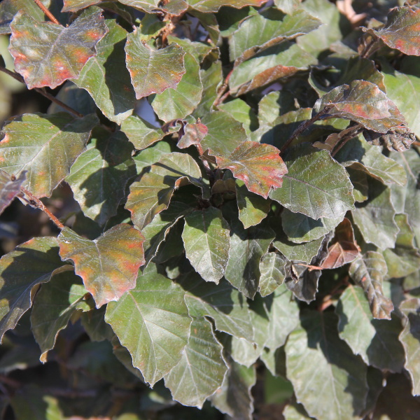 Buk lesní 'Purpurea Nana' květináč 5 litrů, výška 30/40, forma keře-0