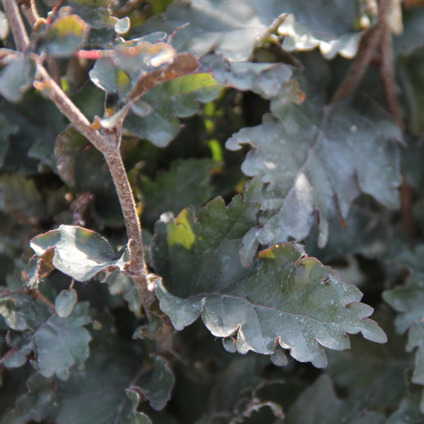 Listnaté stromky a stromy - Buk lesní Rohan Obelisk květináč 5 litrů, výška 50/60cm, sloupovitý, strom