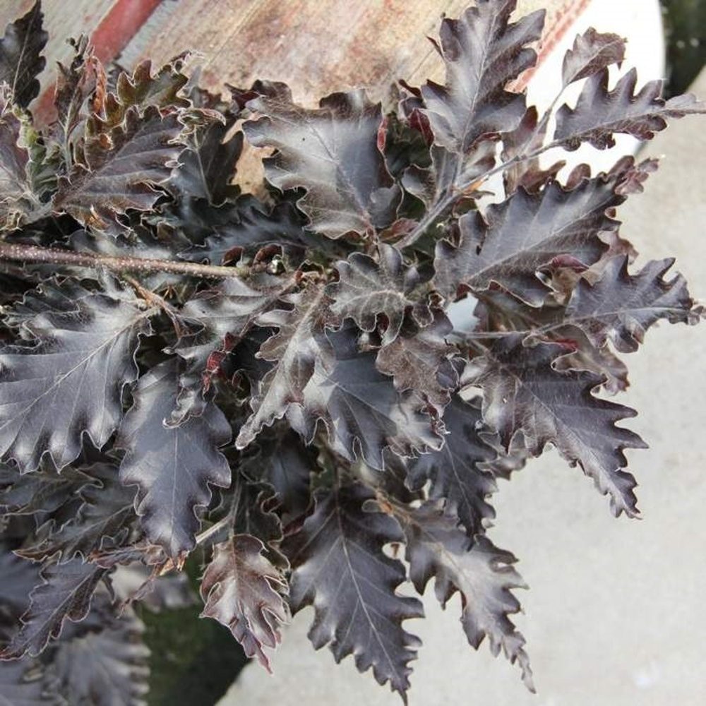 Listnaté stromky a stromy - Buk lesní Rohan Weeping kmínek 120cm, květináč 45 litrů