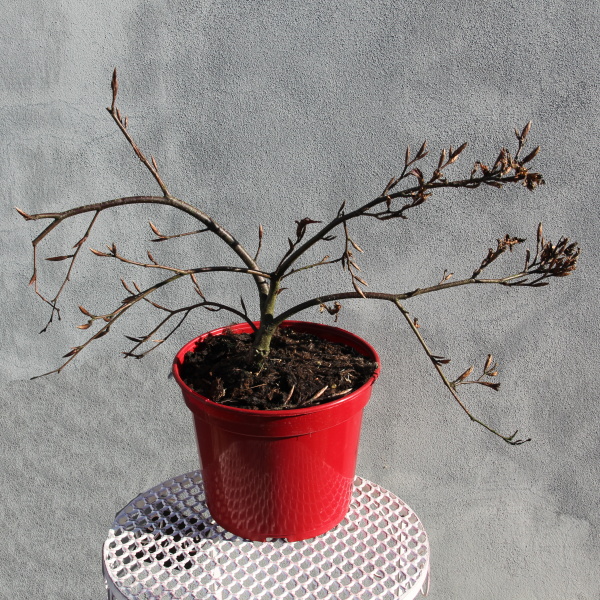 Listnaté stromky a stromy - Buk lesní Rohan Weeping květináč 5 litrů, výška 30/40cm, převislý, stromek