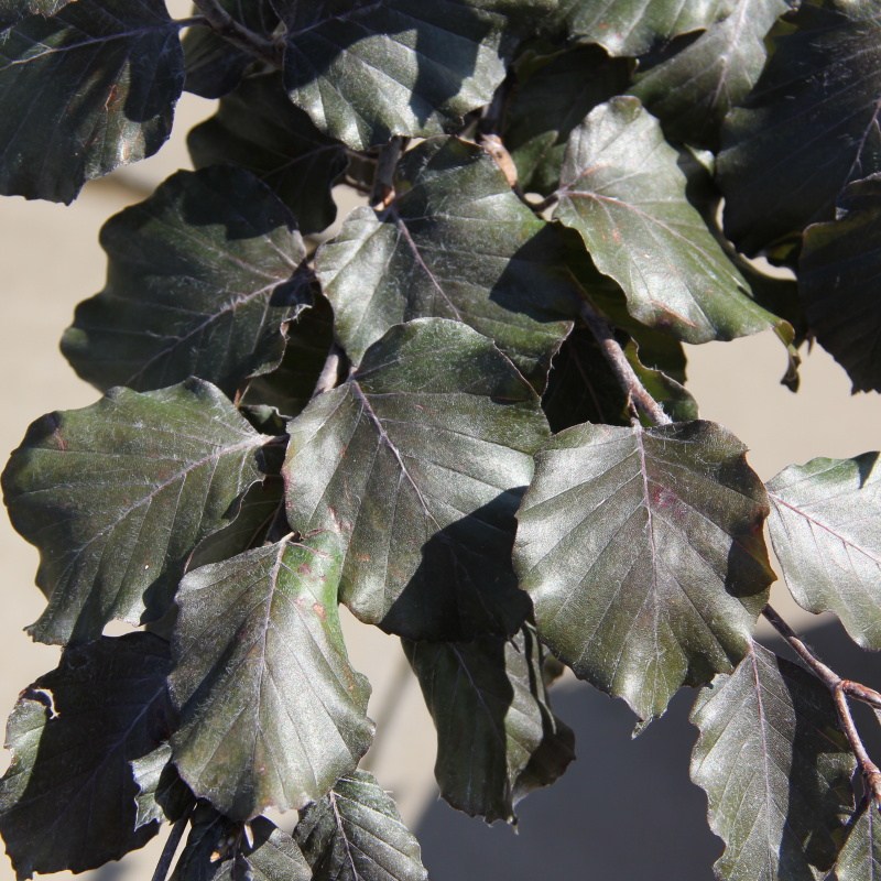 Buk lesní 'Tortuosa Purpurea' květináč 5 litrů, výška 40/60cm, větve od spodu, stromek-1