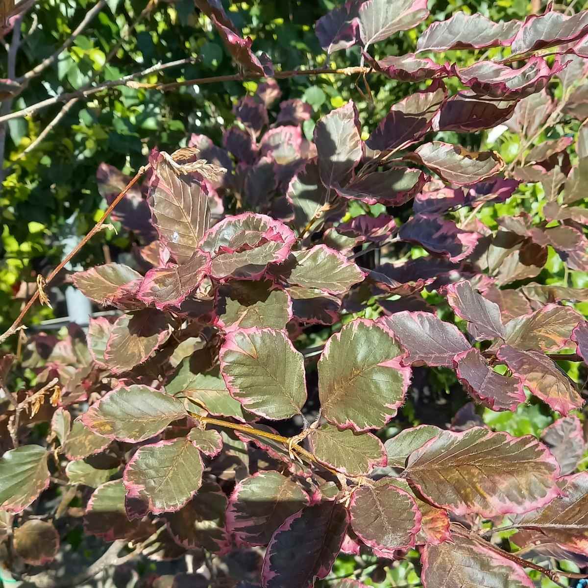Listnaté stromky a stromy - Buk obecný Tricolor výška 200/250cm. květináč 45 litrů