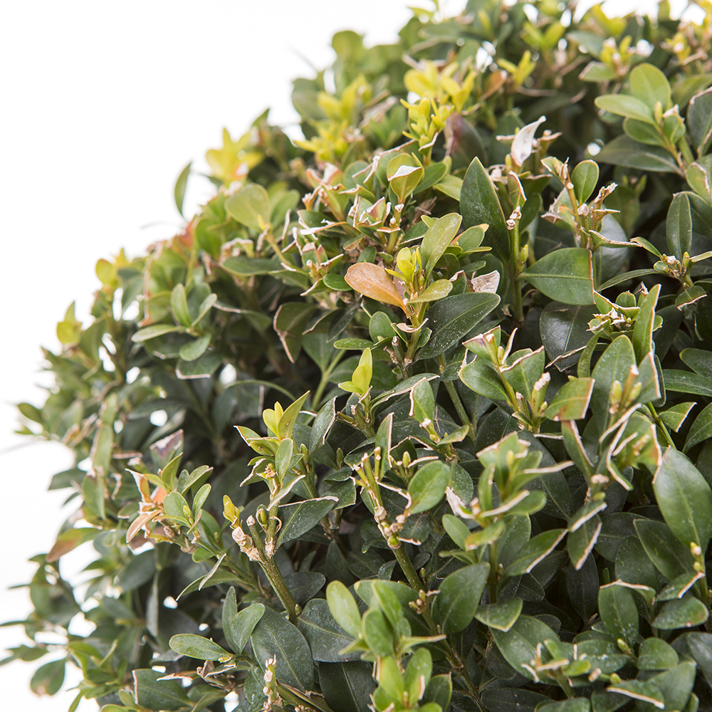 Rostliny - Buxus vždyzelený květináč 5 litrů, průměr 25/+cm, tvarovaný, koule