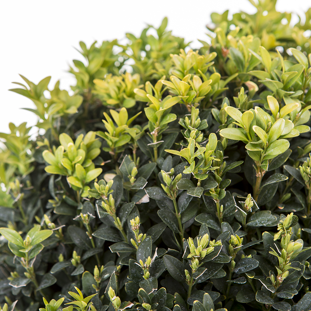 Rostliny - Buxus vždyzelený květináč 7,5 litru, průměr 30/40cm, tvarovaný, koule