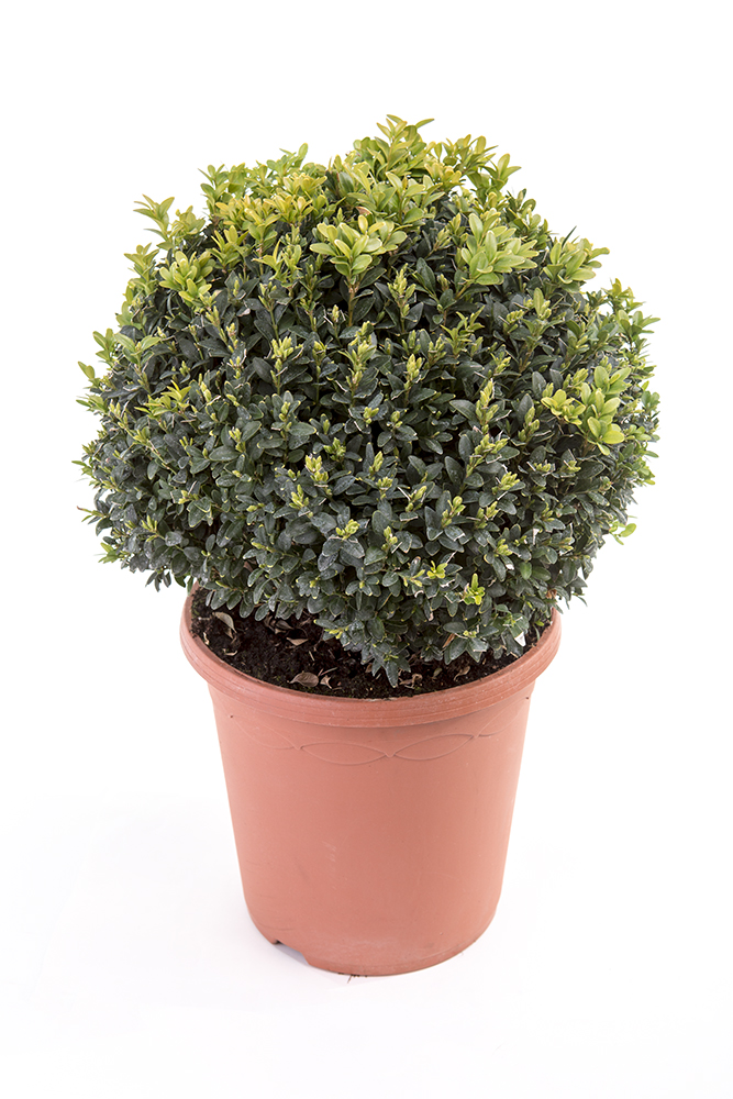 Buxus vždyzelený květináč 7,5 litru, průměr 30/40cm, tvarovaný, koule-0