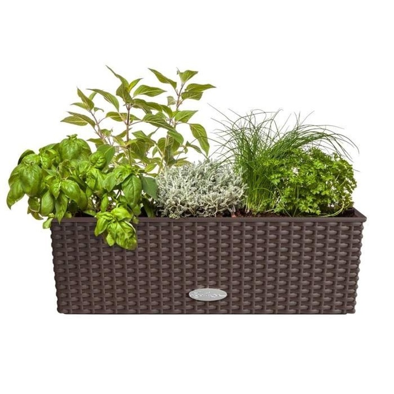 Jedlá zahrada - Bylinky do salátu Lechuza