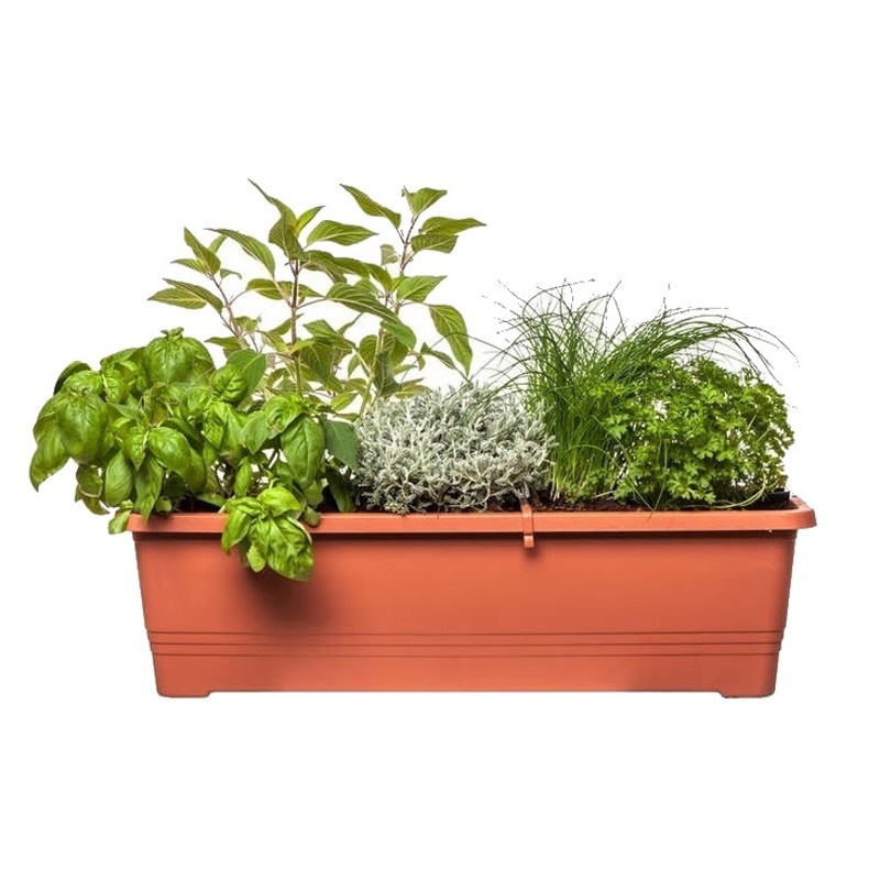 Jedlá zahrada - Bylinky do salátu