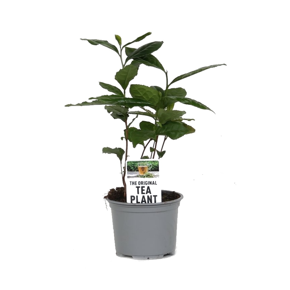 Pokojové rostliny okrasné listem - Čajovník květináč 10,5cm