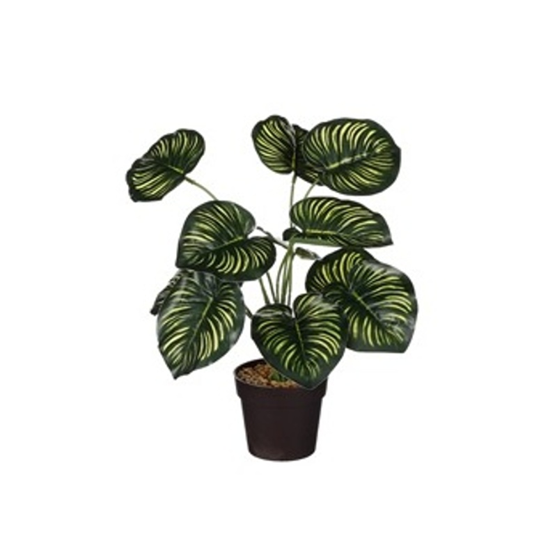 Umělé květiny v obalu - Calathea hrnková umělá krémovo-zelená 40cm