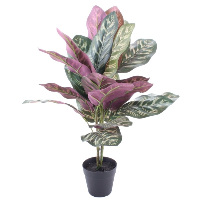 Calathea hrnková umělá-0