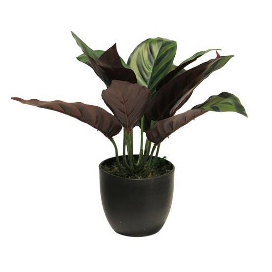 Umělé květiny v obalu - Calathea SUNSHINE hrnková umělá 25cm
