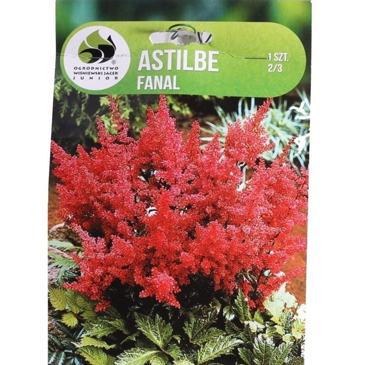 Čechravy - Čechrava Arendsova Fanal 1ks