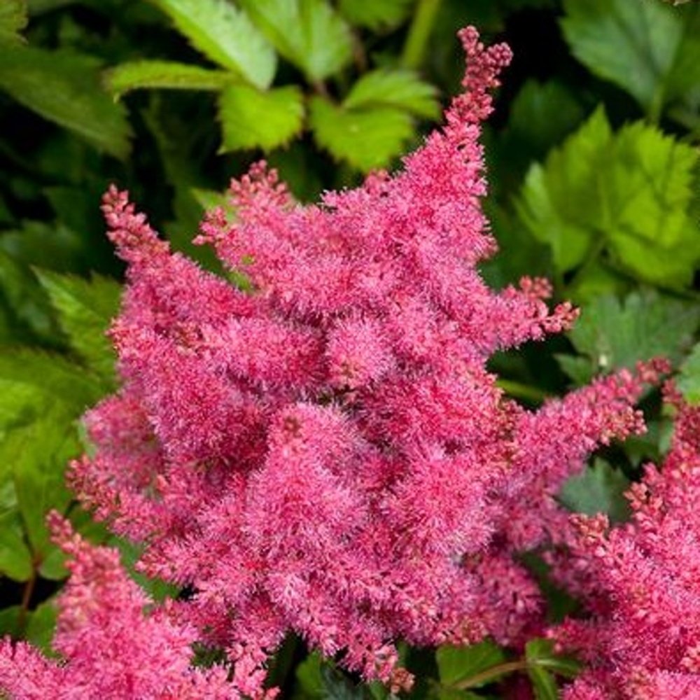 Stínomilné - Čechrava japonská Raspberry květináč 11cm