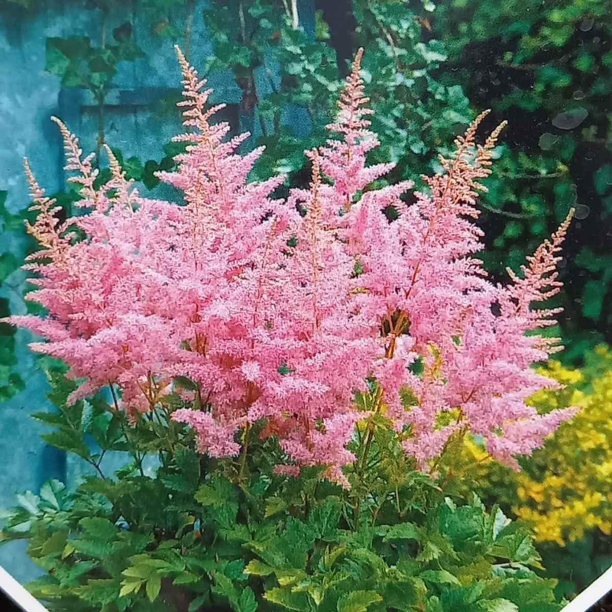 Rostliny - Čechrava New Wave květináč 2 litry