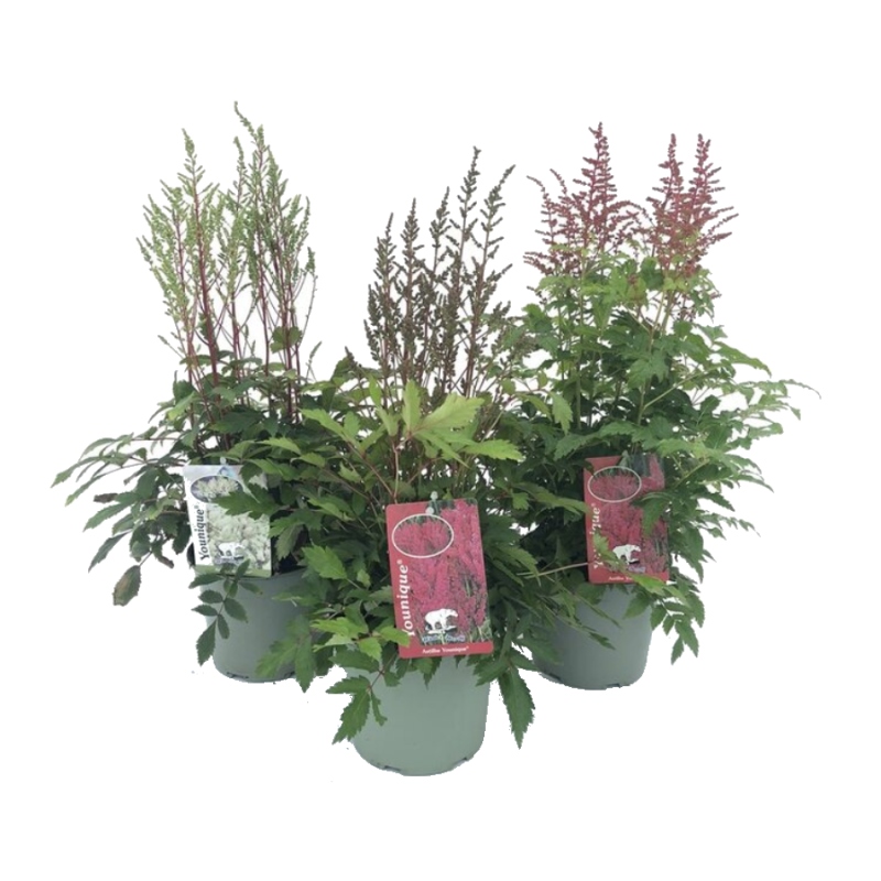 Trvalky - Čechrava Younique mix květináč 2 litry