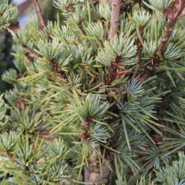 Vzrůstné jehličnany - Cedr atlaský 'Fastigiata' 30 litrů, 175/200cm