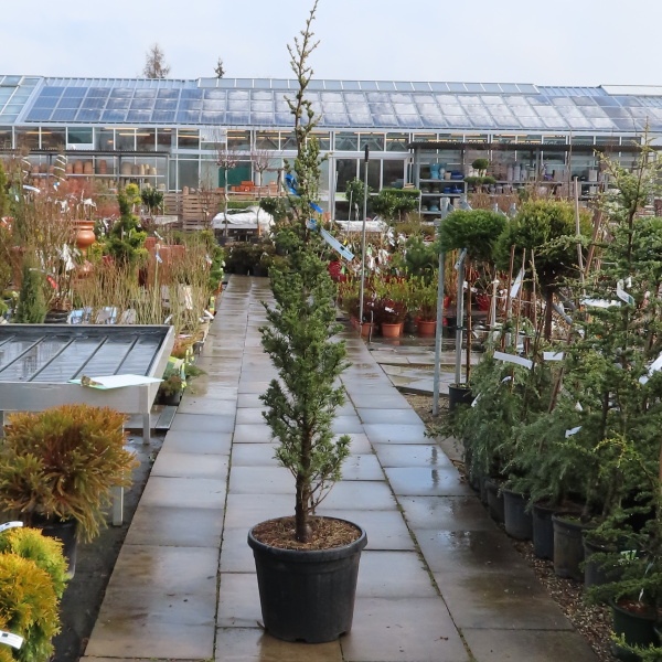 Cedr atlaský 'Fastigiata' 30 litrů, 175/200cm-0