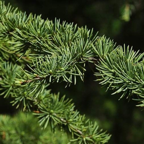 Vzrůstné jehličnany - Cedr atlaský 'Fastigiata' výška 150/175cm, 25 litrů