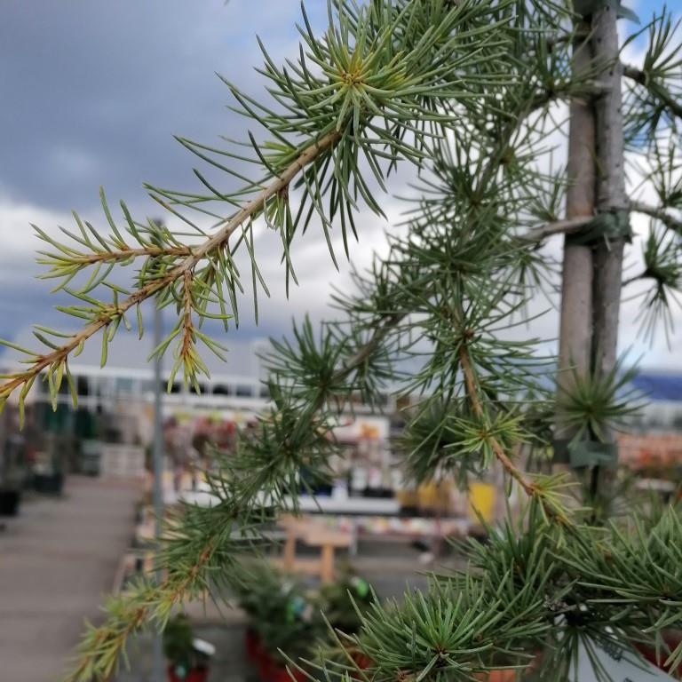 Cedr atlaský Glauca Pendula 10 litrů-0