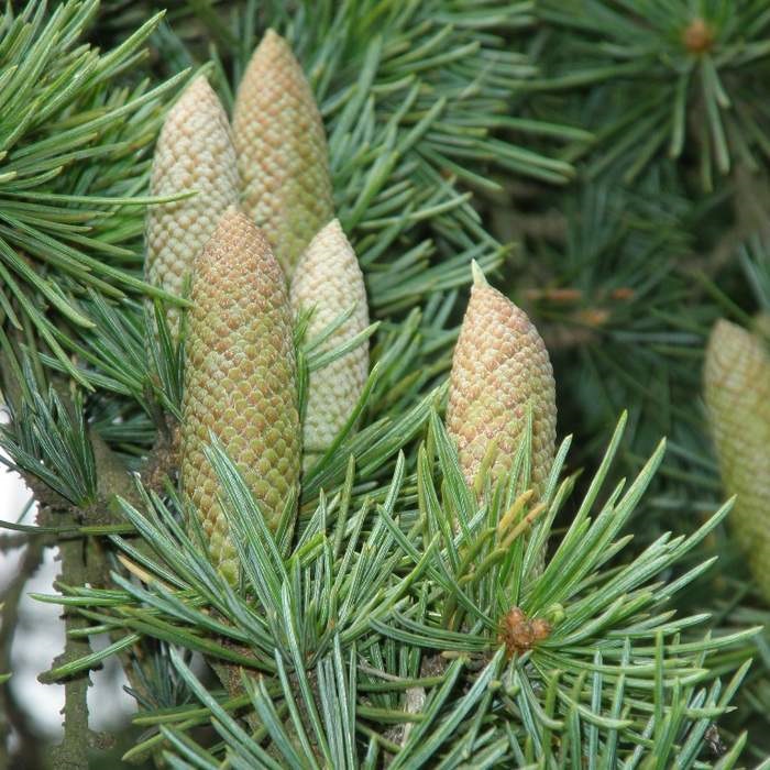 Vzrůstné jehličnany - Cedr atlaský 'Glauca Pendula' 65 litrů, pompon 200/250cm