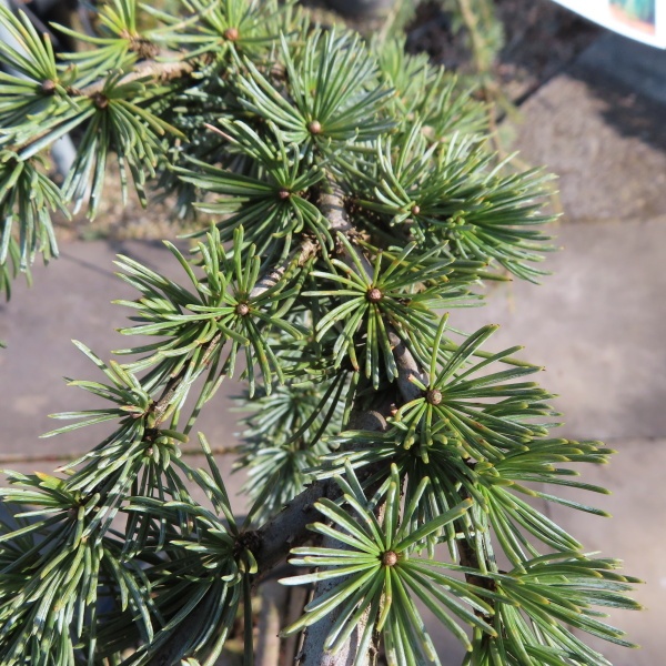 Zakrsle rostoucí jehličnany - Cedr atlaský 'Glauca Pendula' kmínek 1/4, 18 litrů