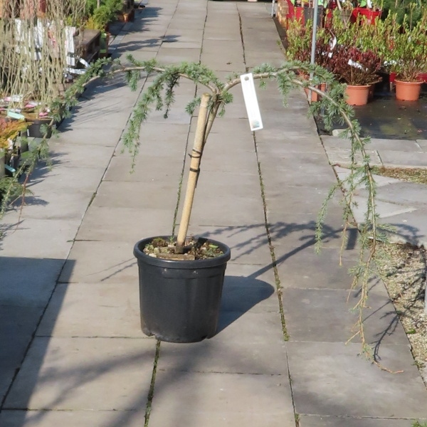 Cedr atlaský 'Glauca Pendula' kmínek 1/4, 18 litrů-0