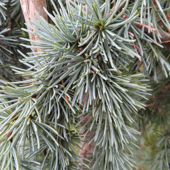 Zakrsle rostoucí jehličnany - Cedr atlaský Glauca Pendula mini kmínek, květináč 9 litrů