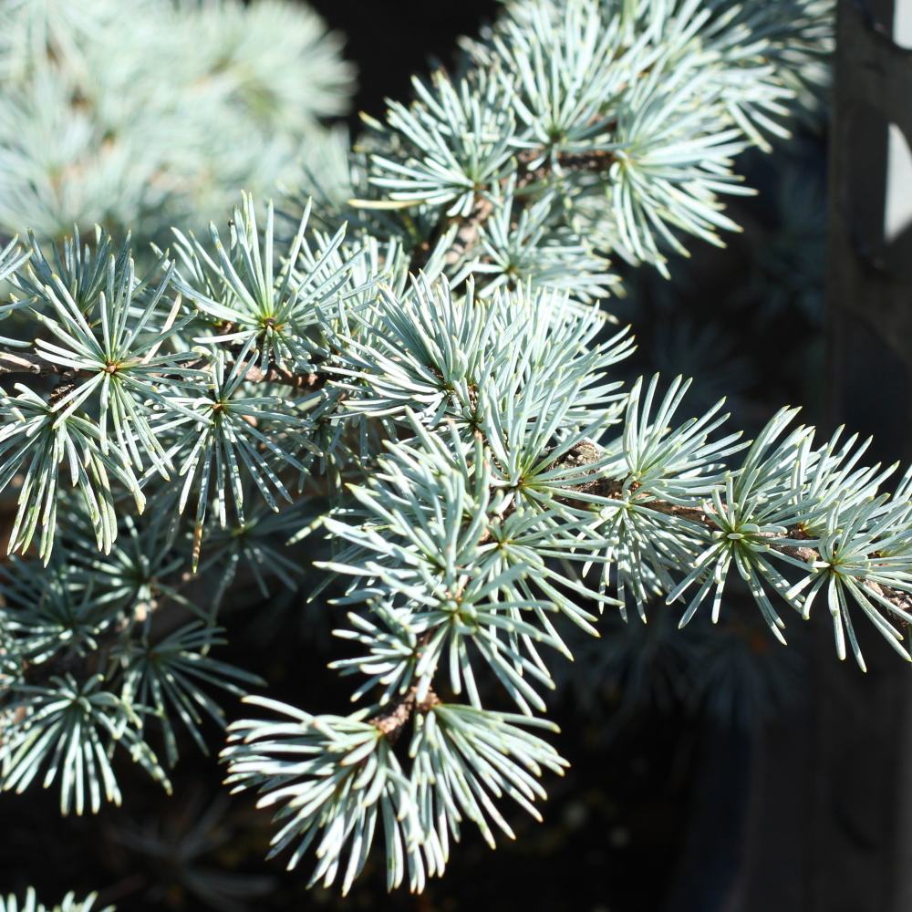 Vzrůstné jehličnany - Cedr atlaský Glauca výška 125/150cm, květináč 25 litrů