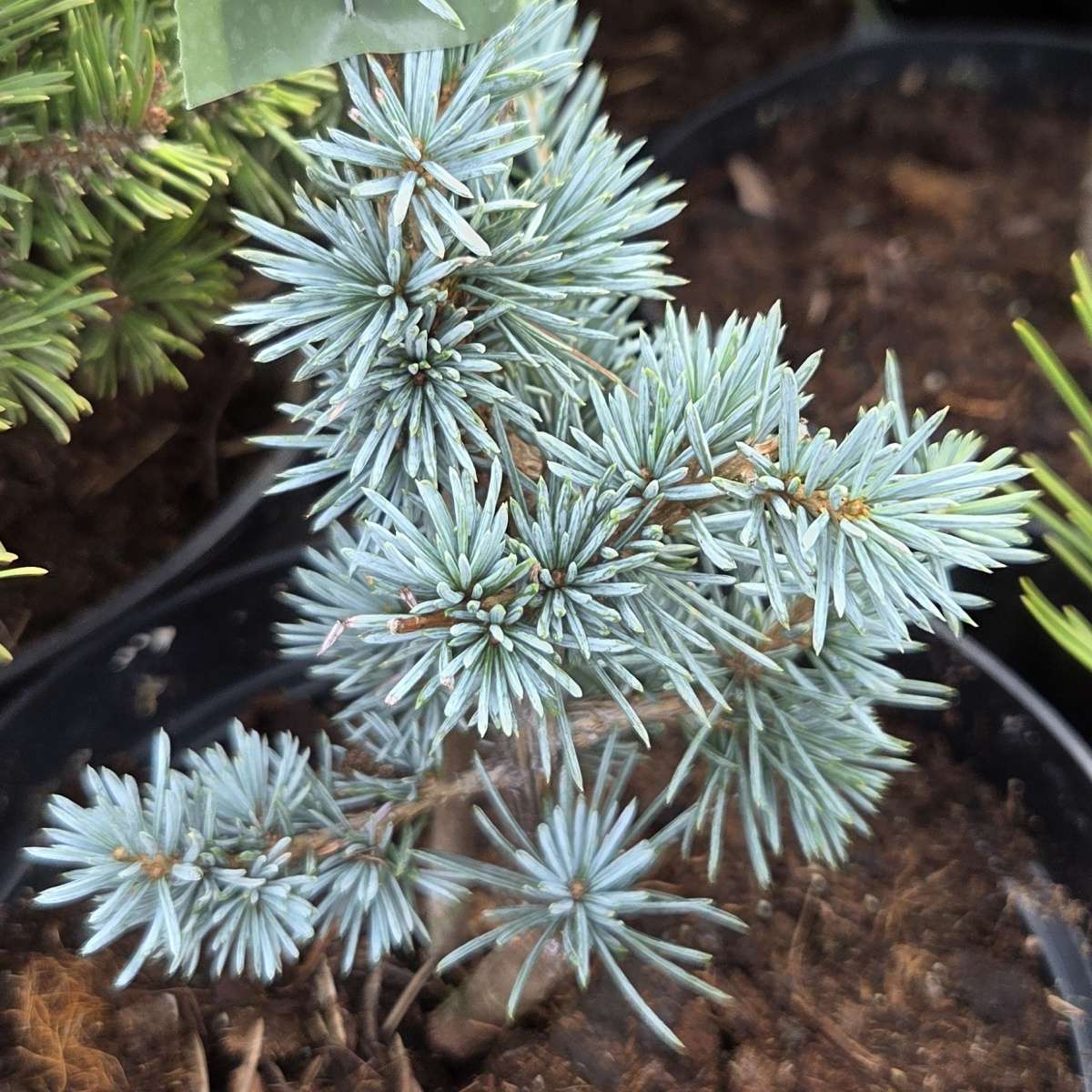 Vzrůstné jehličnany - Cedr atlaský Glauca výška 60/80cm, květináč 3 litry