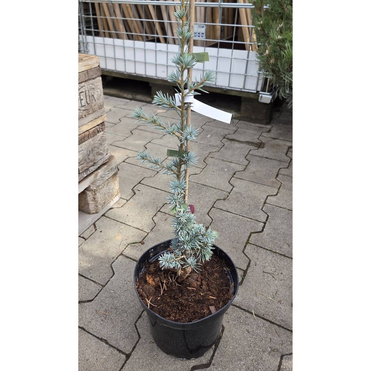 Cedr atlaský Glauca výška 60/80cm, květináč 3 litry-0