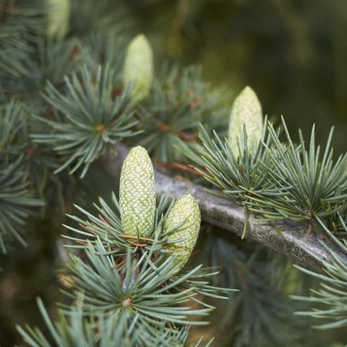 Vzrůstné jehličnany - Cedr atlaský výška 80/100cm, květináč 10 litrů