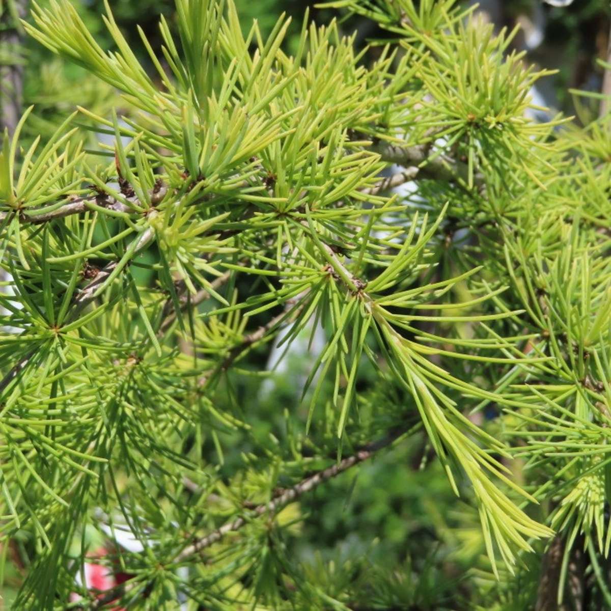 Vzrůstné jehličnany - Cedr himalájský Aurea výška 125/150cm, květináč 18 litrů