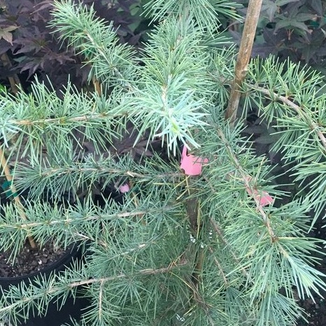 Vzrůstné jehličnany - Cedr himálajský 'Bushes Electra' 70 litrů