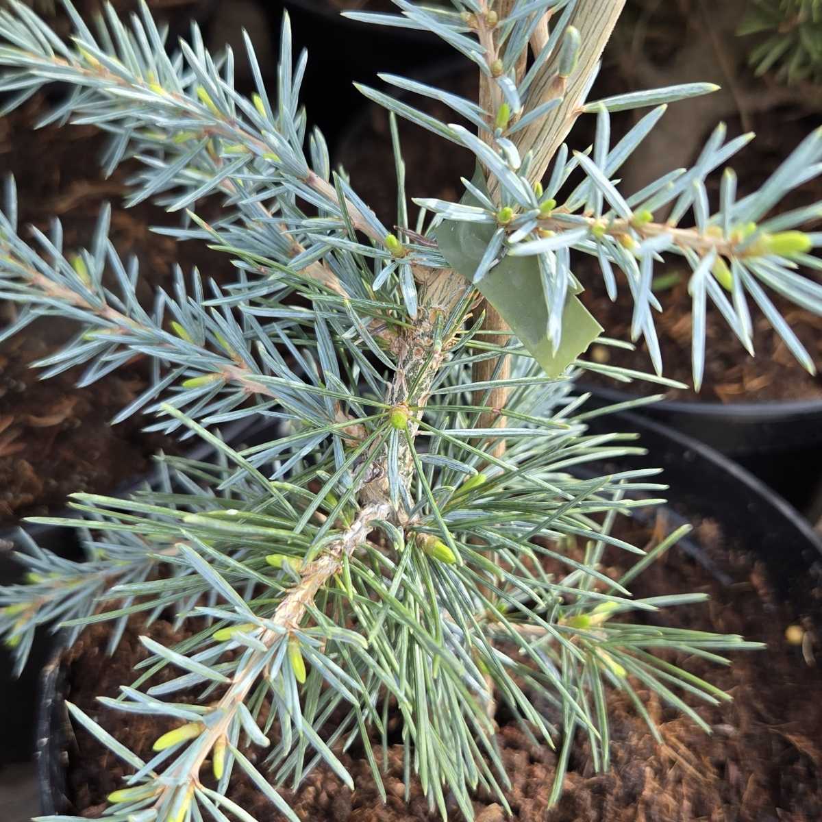 Vzrůstné jehličnany - Cedr himalájský Eisgreen květináč 3 litry