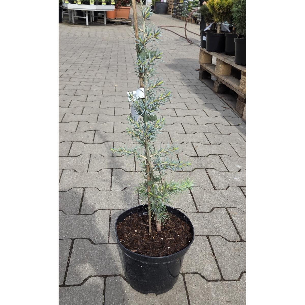 Cedr himalájský Eisgreen květináč 3 litry-0