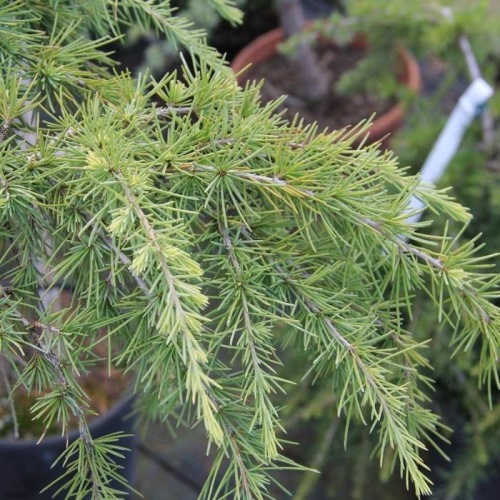 Zakrsle rostoucí jehličnany - Cedr himalájský 'Feeling Blue' 28 litrů