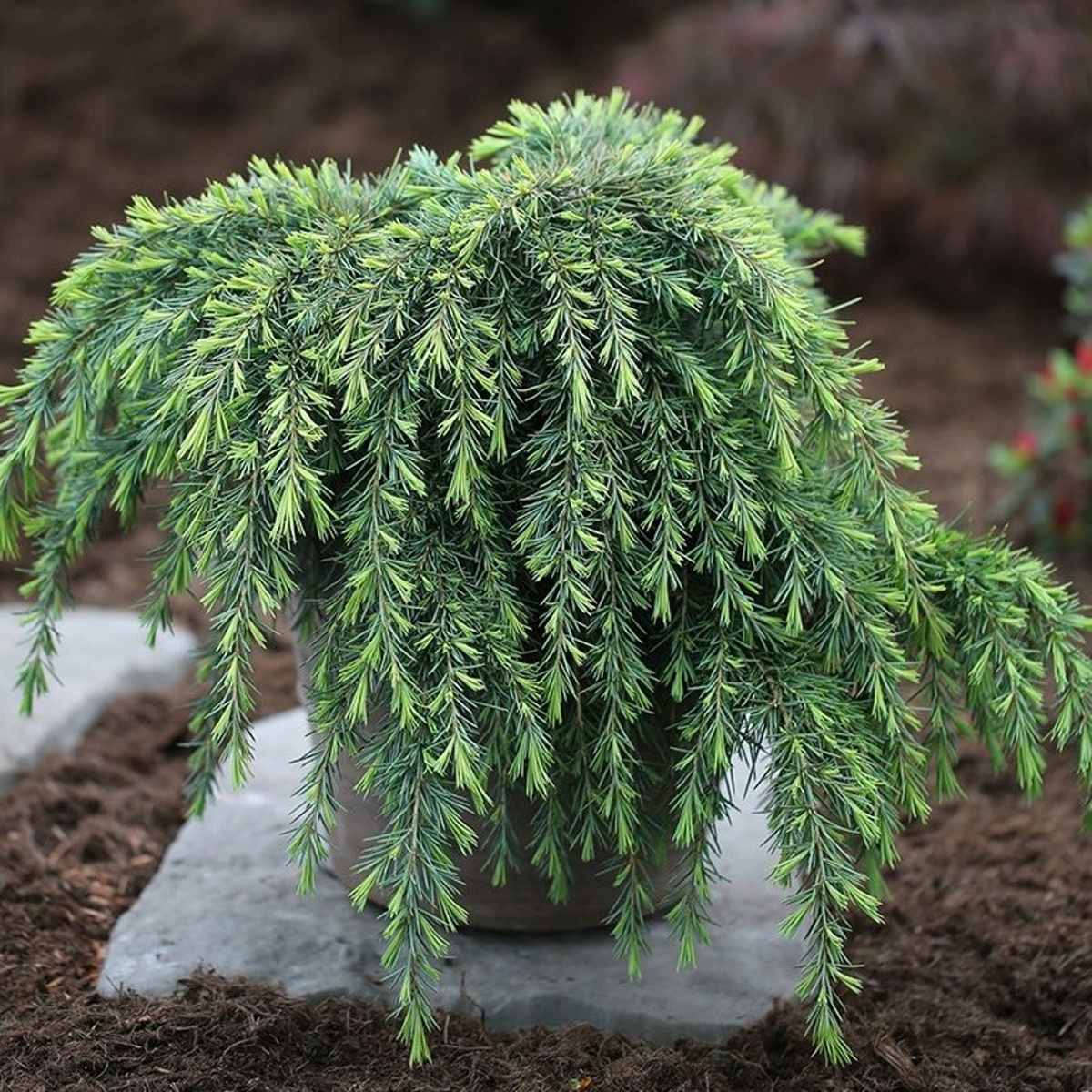 Zakrsle rostoucí jehličnany - Cedr himálajský Feellin Blue výška 25/30cm, květináč 4,6 litru