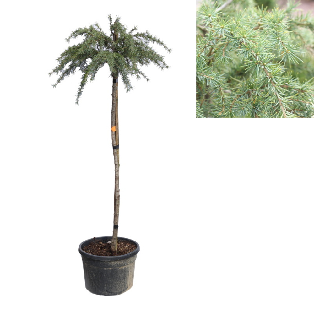 Zakrsle rostoucí jehličnany - Cedr himálajský Feelling Blue kmínek 1/2, květináč 15 litrů